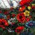 BLOODLINE Viva Corruption SLIPCASE , PRE-ORDER [CD]